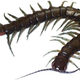 Imagen para el artículo titulado Descubren un ciempiés anfibio gigante atacando camarones en Japón